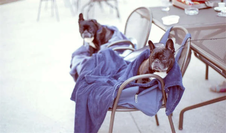 ¿Por qué los perros hacen "ojos de cachorro"? La ciencia lo explica