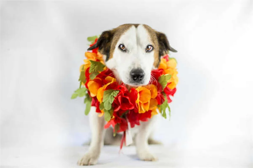 5 consejos infalibles para aplicar preventivos de filariosis en gatos correctamente