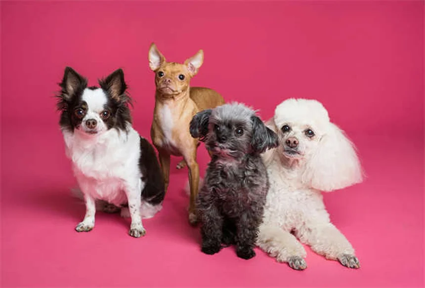 AAFCO en comida para perros: Guía completa para dueños responsables