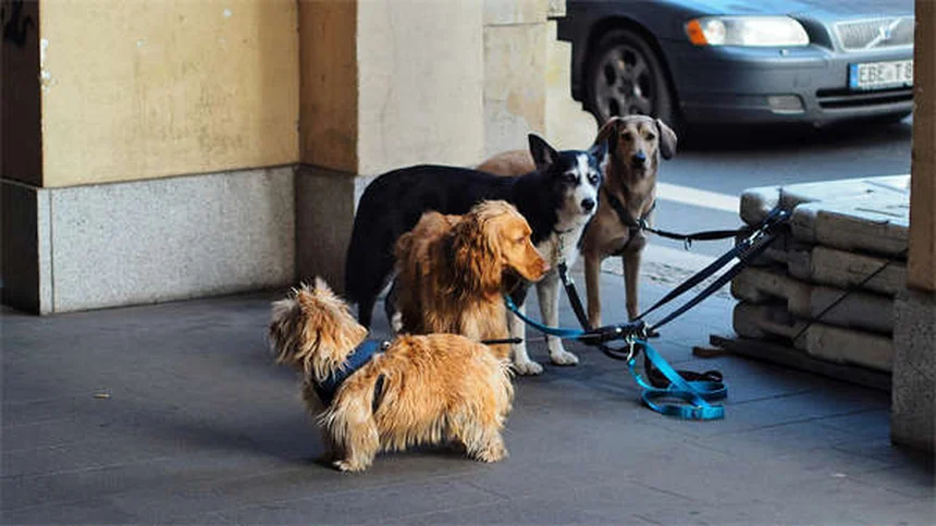 Cómo hacer que tu perro deje de ladrar: 5 métodos efectivos