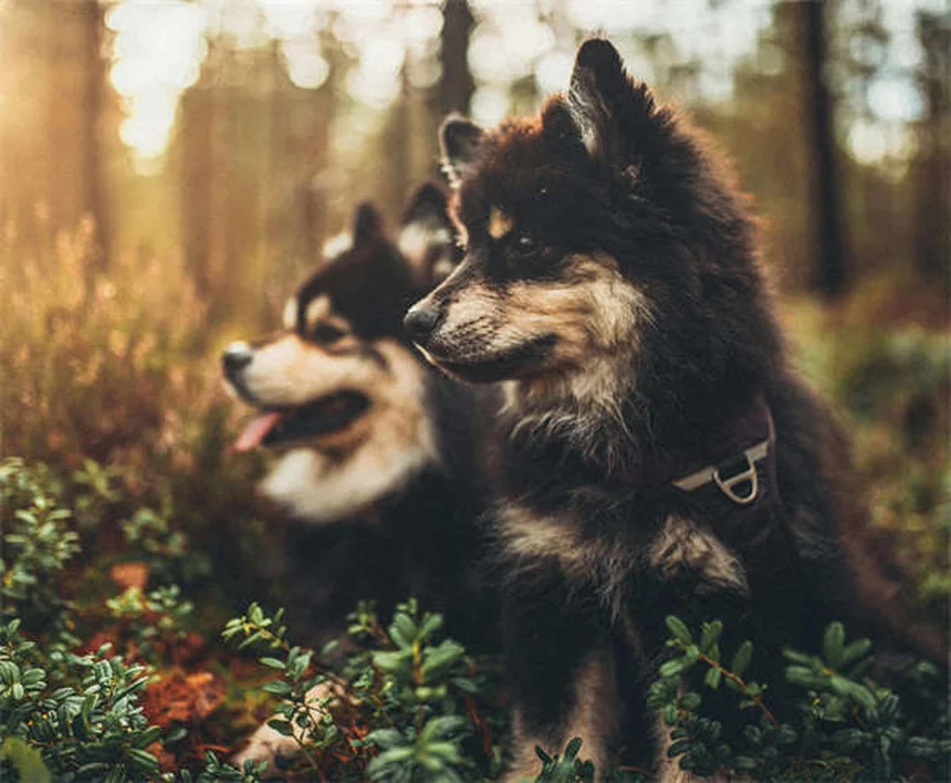 Cómo hacer que tu perro deje de ladrar: 5 métodos efectivos