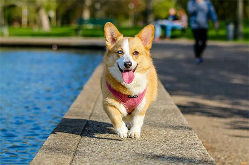 Leptospirosis en ratas: síntomas, riesgos y cómo protegerte