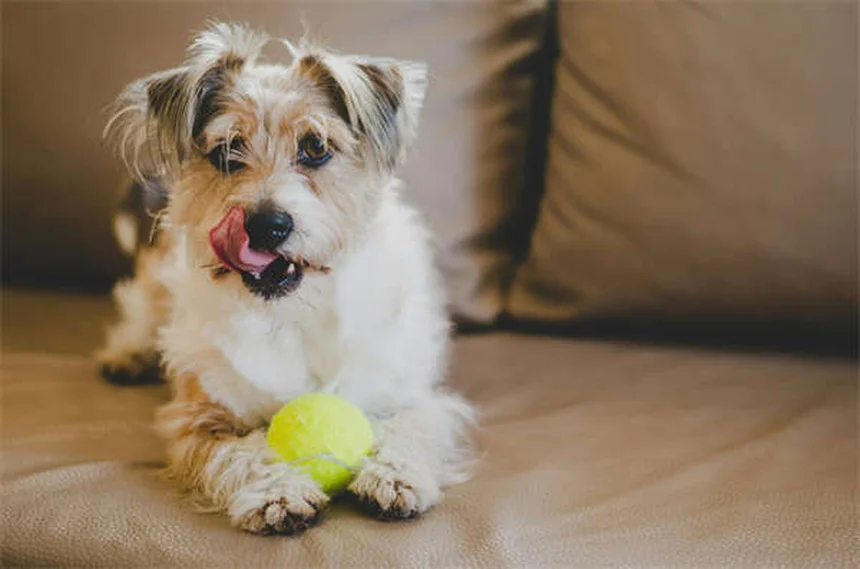 Encías pálidas en perros: Causas y cuándo acudir al veterinario