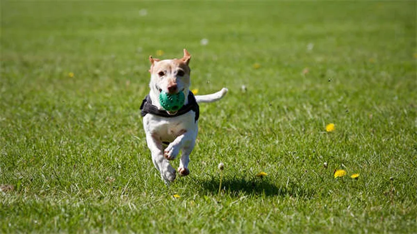 Encías pálidas en perros: Causas y cuándo acudir al veterinario