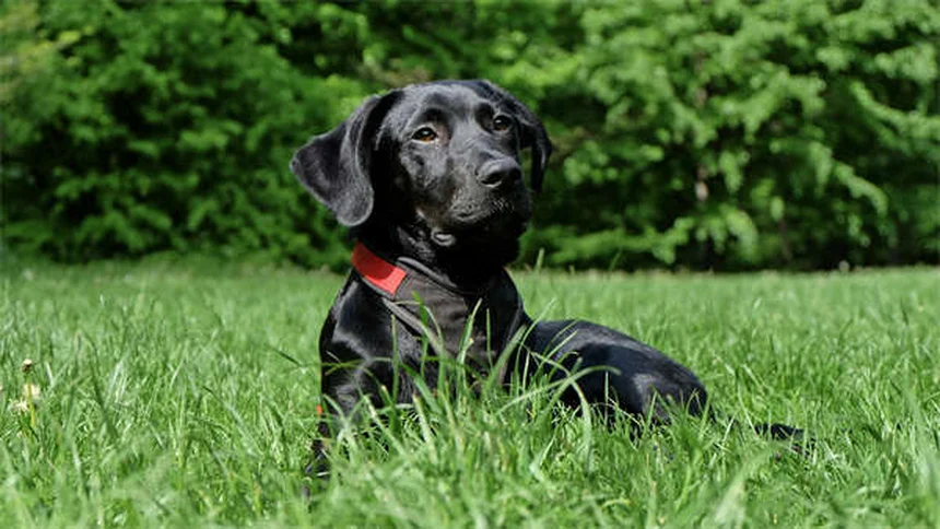 Lenguaje corporal de perros: 7 señales clave para entenderlos mejor