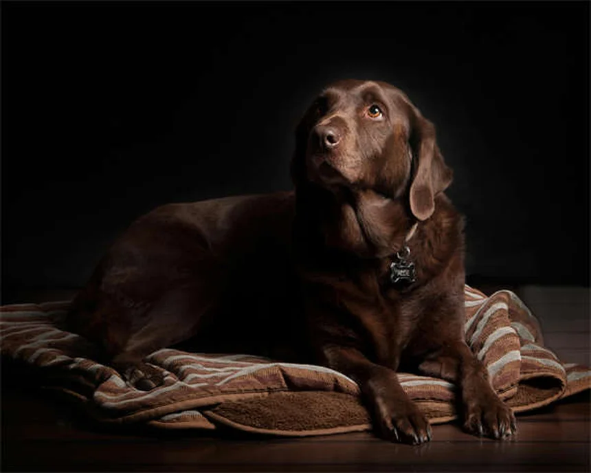 Lenguaje corporal de perros: 7 señales clave para entenderlos mejor