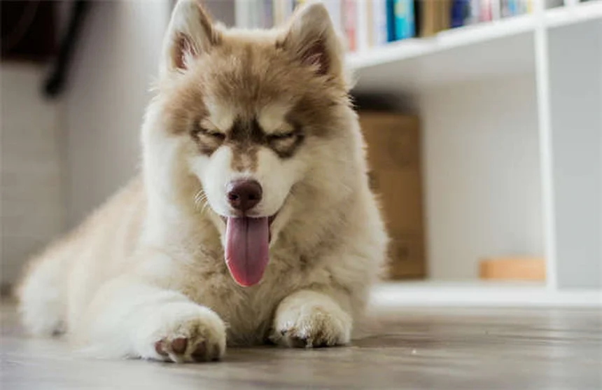 10 Trucos Infalibles para Calmar a tu Gato Durante los Fuegos Artificiales