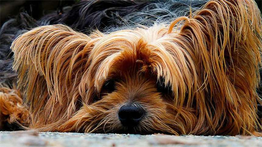5 Cosas Asquerosas que Viven en la Cama de tu Perro (¡y Cómo Eliminarlas!)