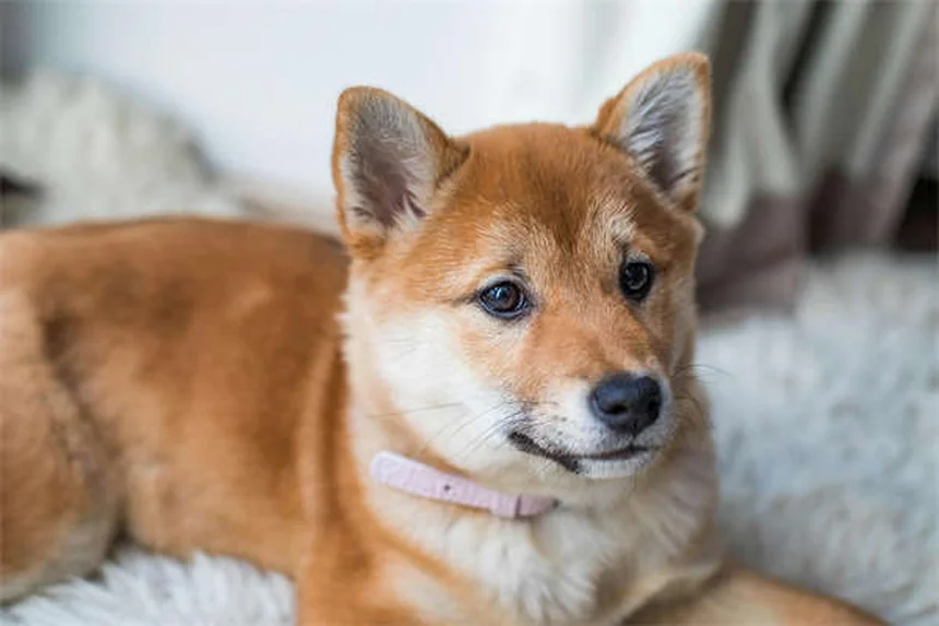 5 Cosas Asquerosas que Viven en la Cama de tu Perro (¡y Cómo Eliminarlas!)