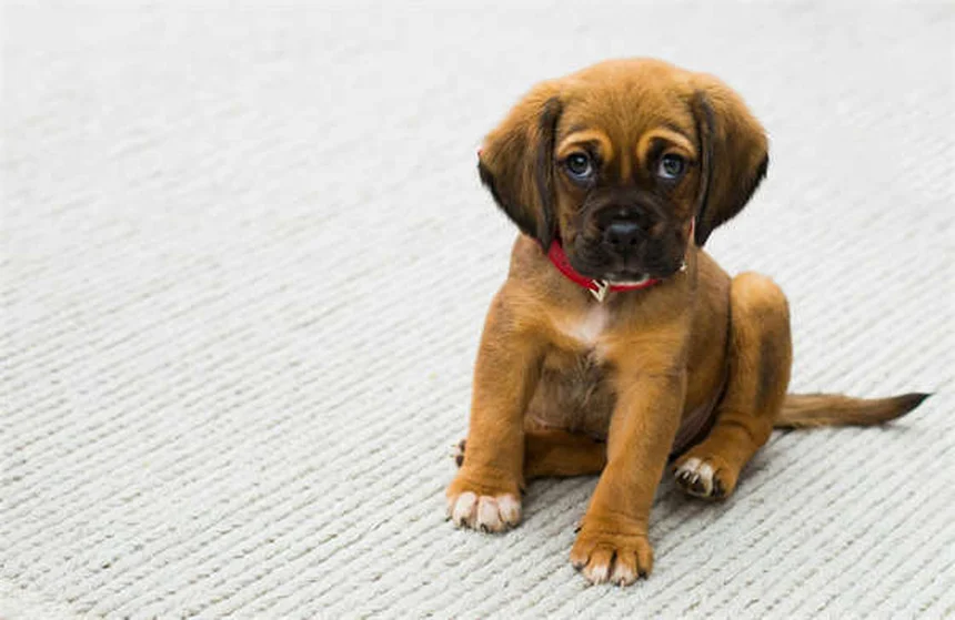 Ensayos clínicos veterinarios: ¿Vale la pena participar con tu mascota?