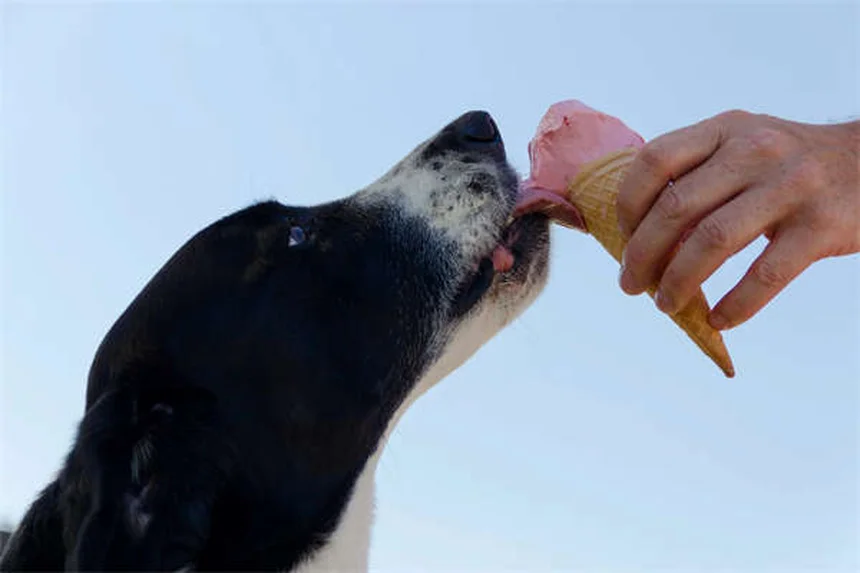 Ensayos clínicos veterinarios: ¿Vale la pena participar con tu mascota?