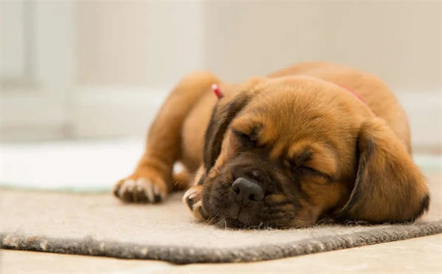 Ensayos clínicos veterinarios: ¿Vale la pena participar con tu mascota?
