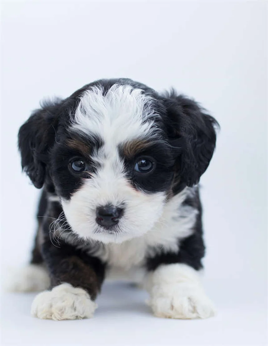 5 formas naturales de fortalecer el sistema inmunológico de tu perro