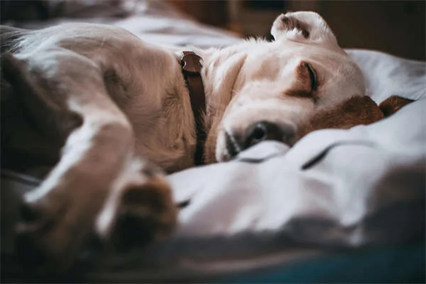 5 formas naturales de fortalecer el sistema inmunológico de tu perro