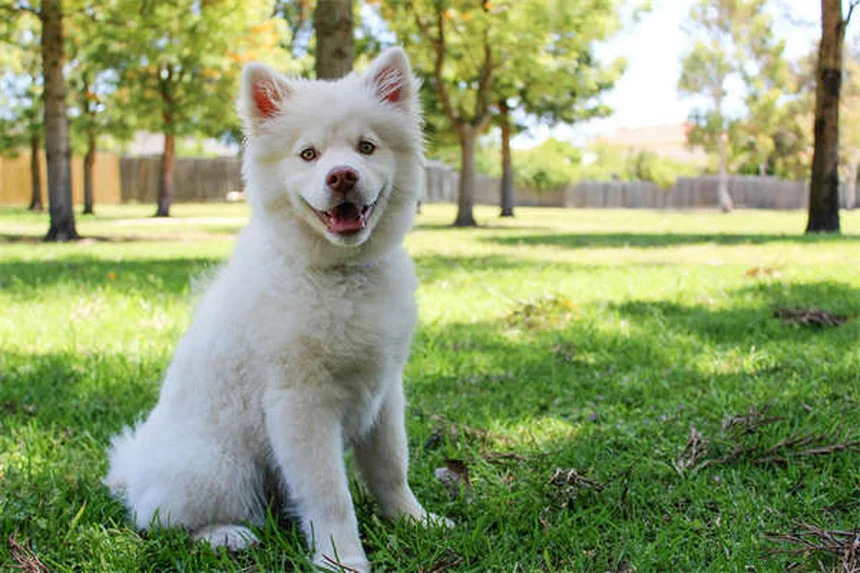 5 Beneficios Clave de Ayudar a Tu Perro a Perder Peso