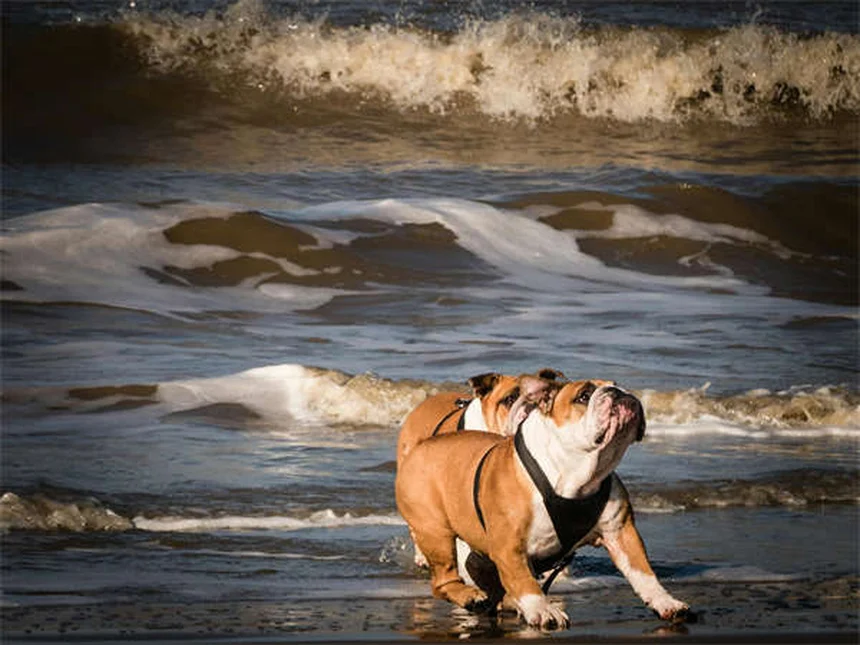 Cómo elegir un perro saludable: 5 consejos clave para dueños responsables