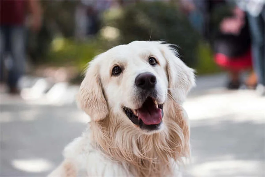 4 trastornos del sueño en perros que debes conocer