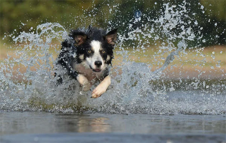 14 razas de perros ideales para climas fríos: guía completa