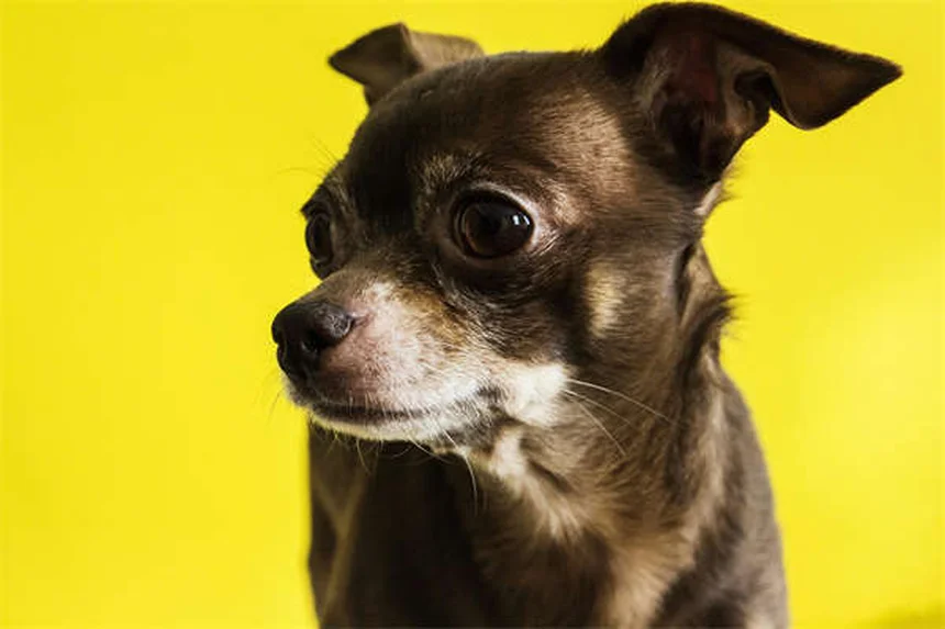 Toceranib para perros: Guía completa sobre Palladia® y sus efectos