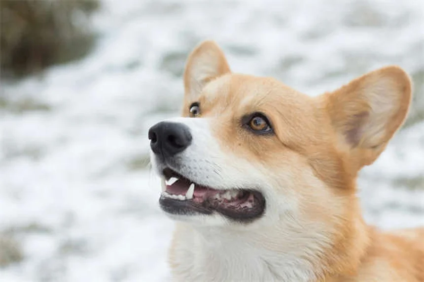 Toceranib para perros: Guía completa sobre Palladia® y sus efectos