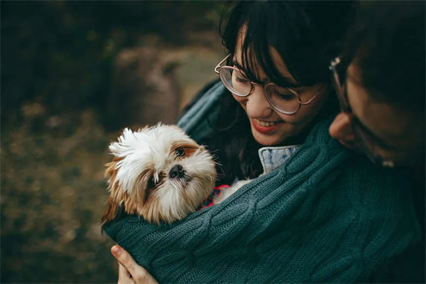 Recuperación de perros después de esterilización: Guía completa