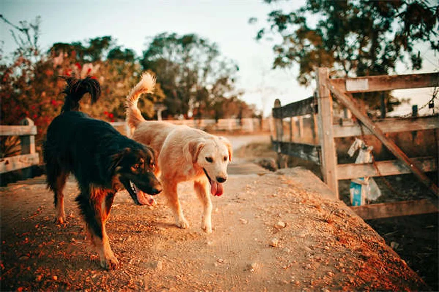 Fenobarbital para perros: Guía completa sobre dosis y efectos