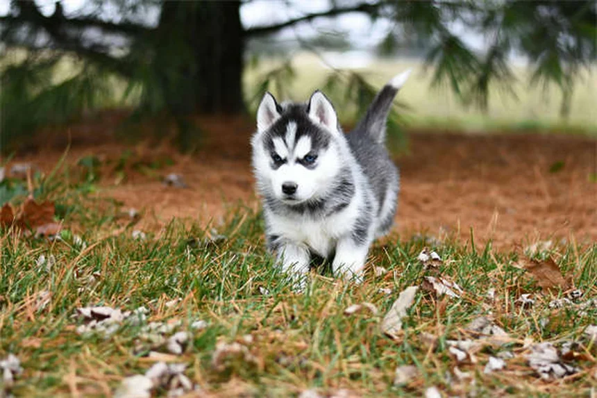 Coyotes y mascotas: 5 claves para proteger a tu perro o gato