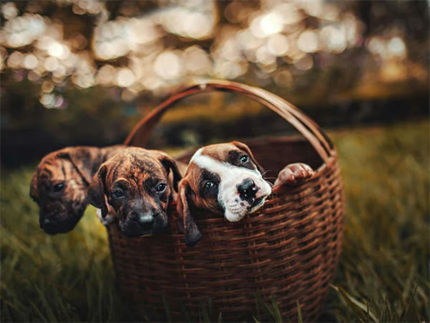 Perros de agua: 18 razas que adoran nadar y sus secretos